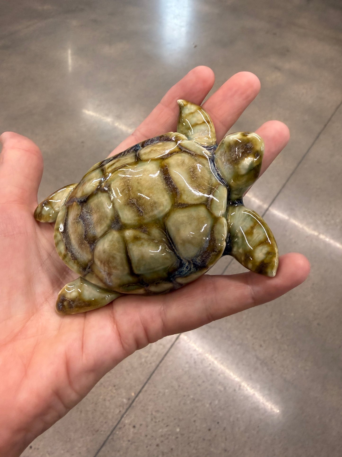 Sea Turtles