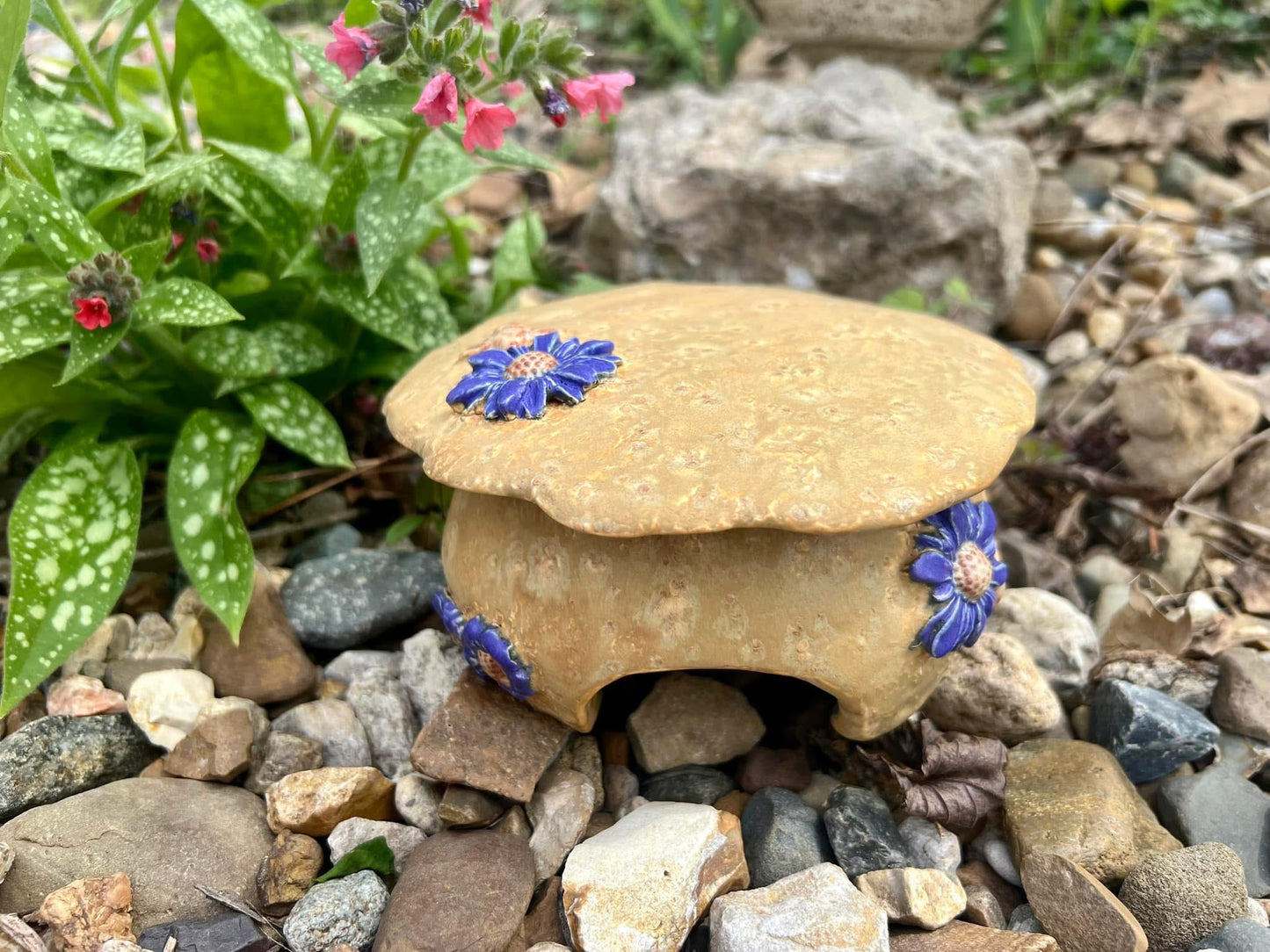 Toad Abode