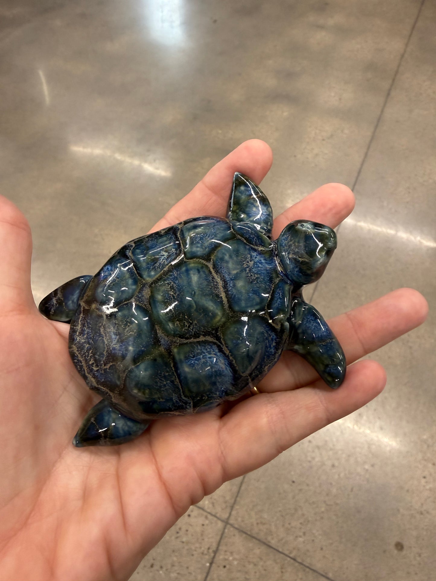 Sea Turtles
