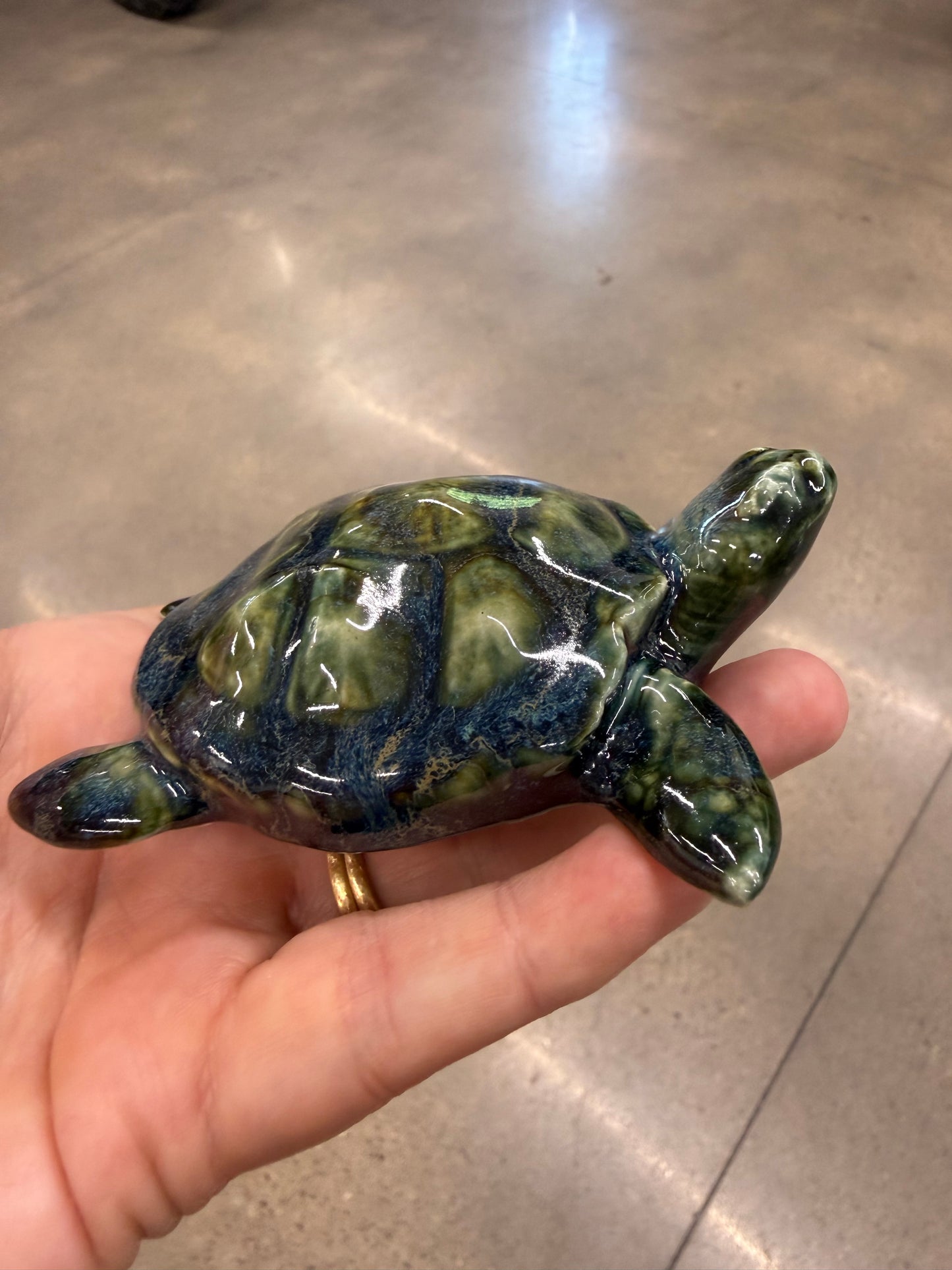 Sea Turtles