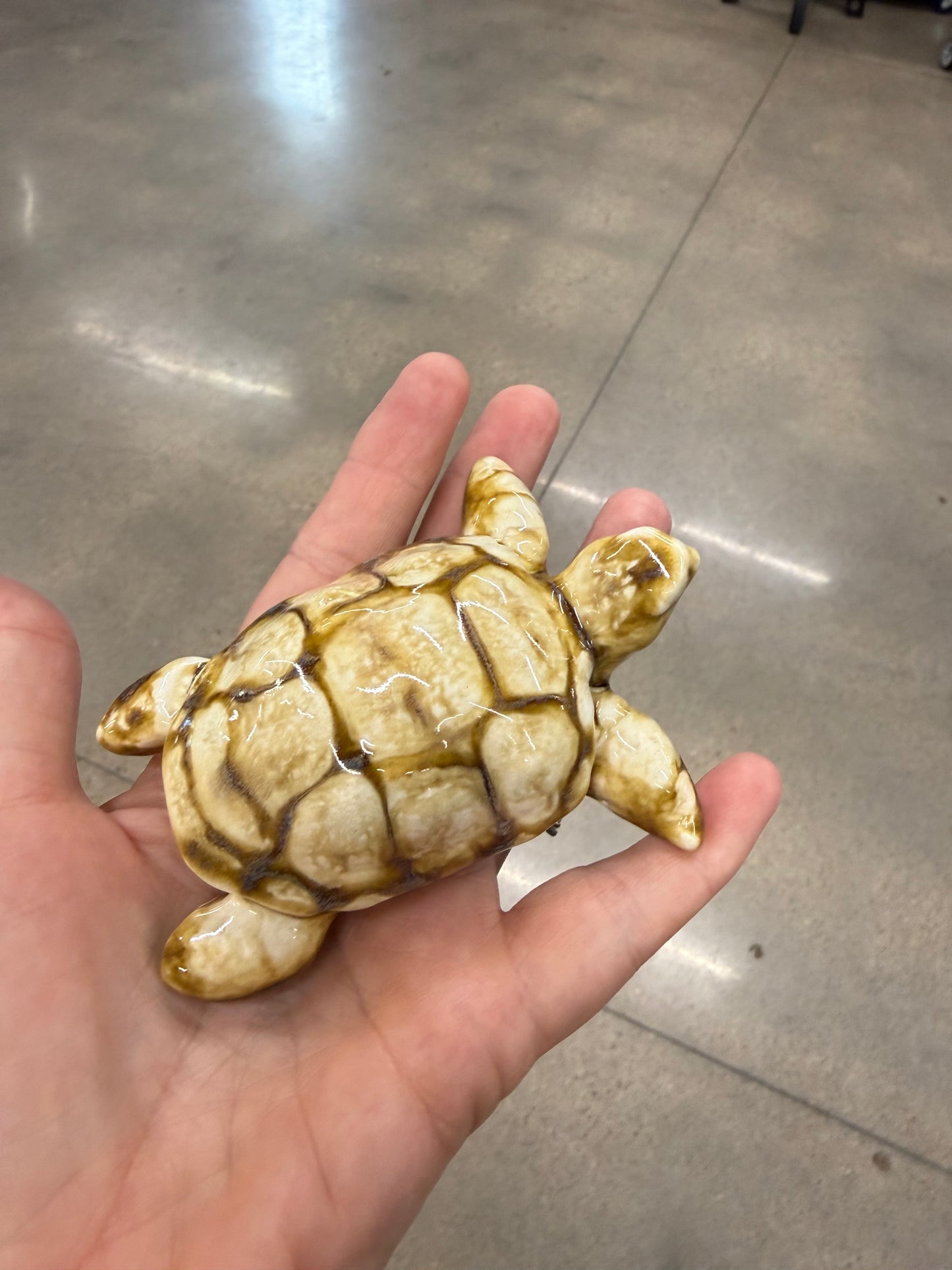 Sea Turtles