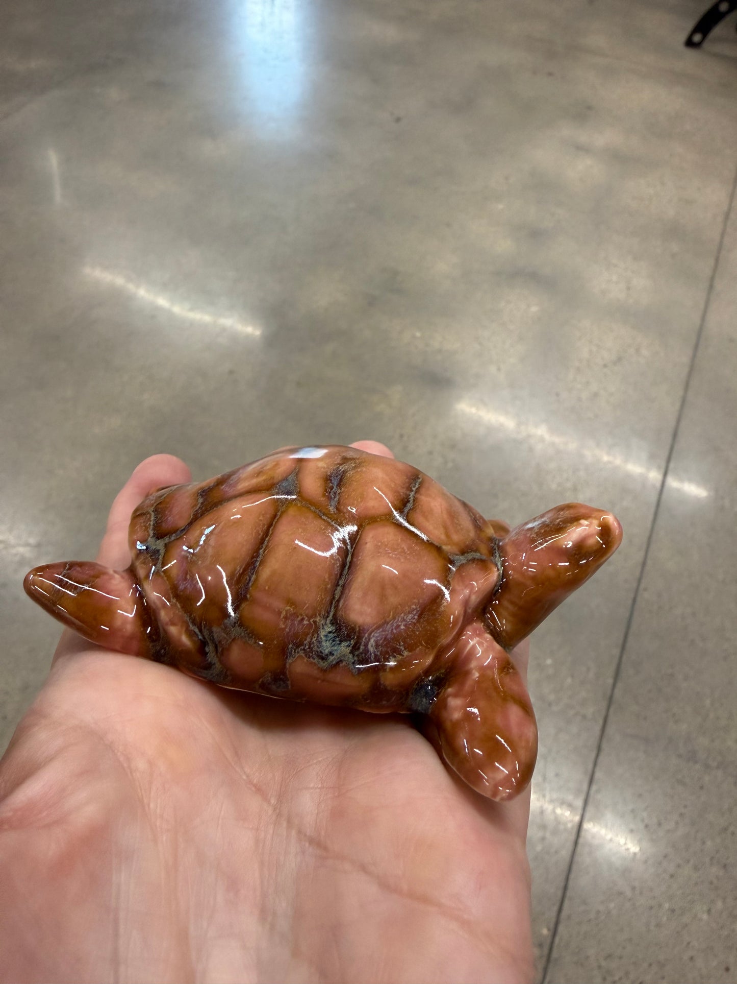 Sea Turtles